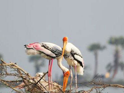 Kolleru Bird Sanctuary