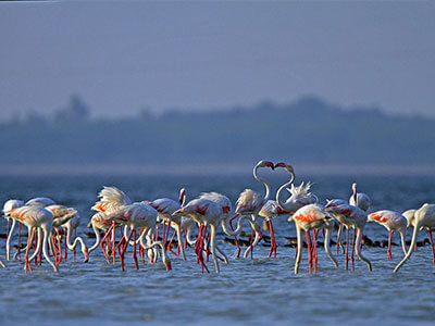 Pulicat Bird Sanctuary