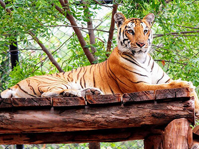 Venkateswara Zoo